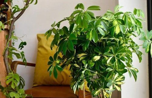 تصویر 4 از گل شفلرا ابلق مناسب زیباسازی آپارتمان و دفتر